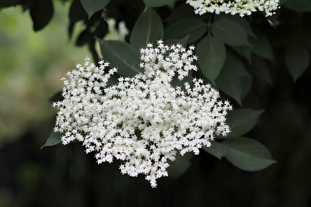 fleurs de sureau : bienfaits